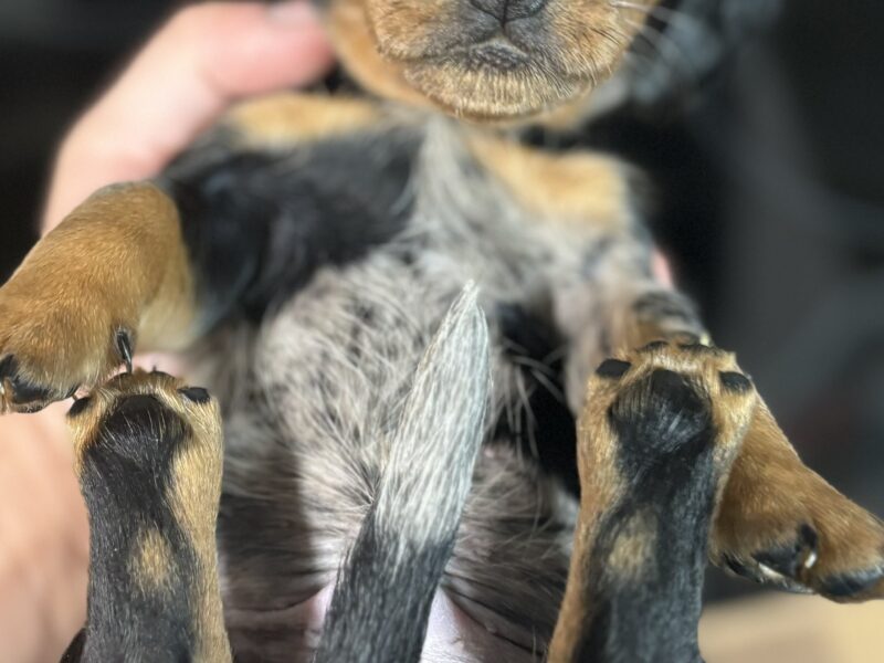 4 beautiful Russian bloodline kc mini dachshunds