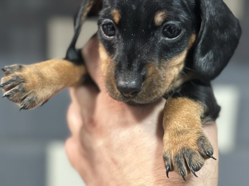 4 beautiful Russian bloodline kc mini dachshunds