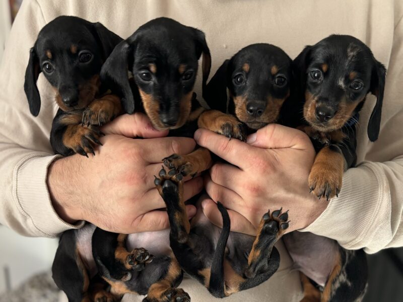 4 beautiful Russian bloodline kc mini dachshunds