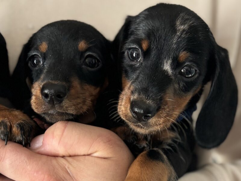 4 beautiful Russian bloodline kc mini dachshunds