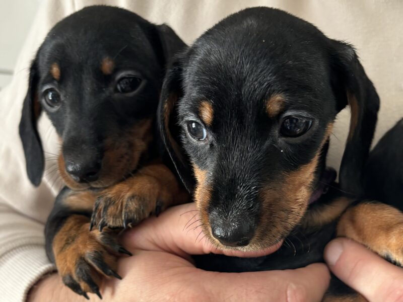 4 beautiful Russian bloodline kc mini dachshunds