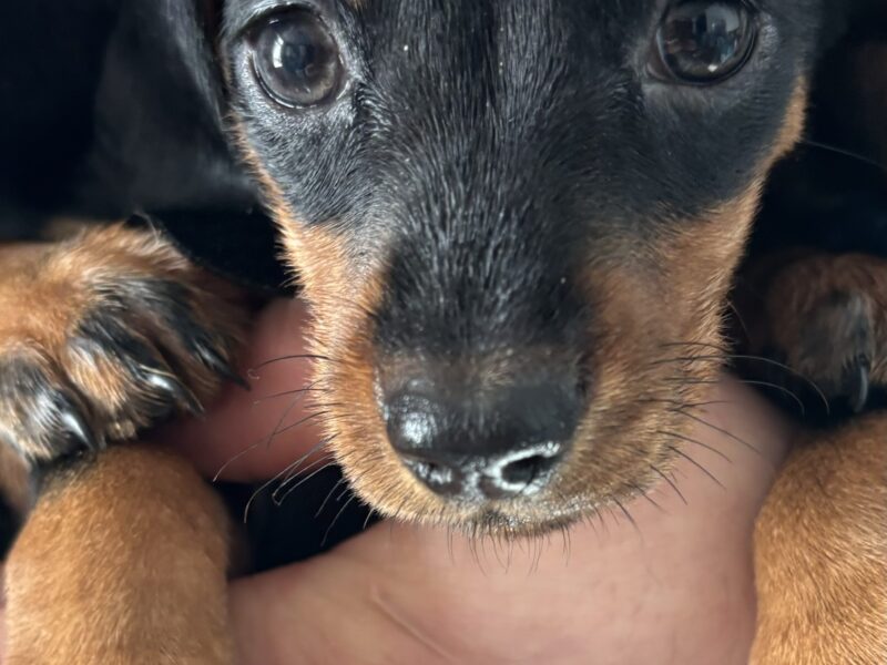 4 beautiful Russian bloodline kc mini dachshunds