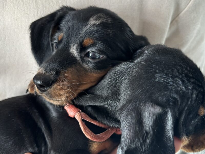 4 beautiful Russian bloodline kc mini dachshunds