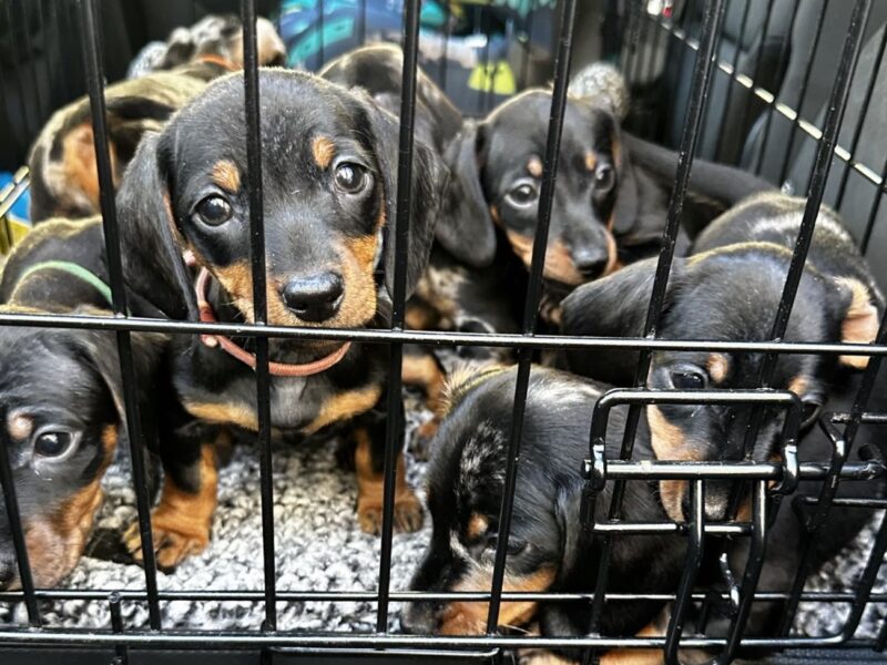 4 beautiful Russian bloodline kc mini dachshunds