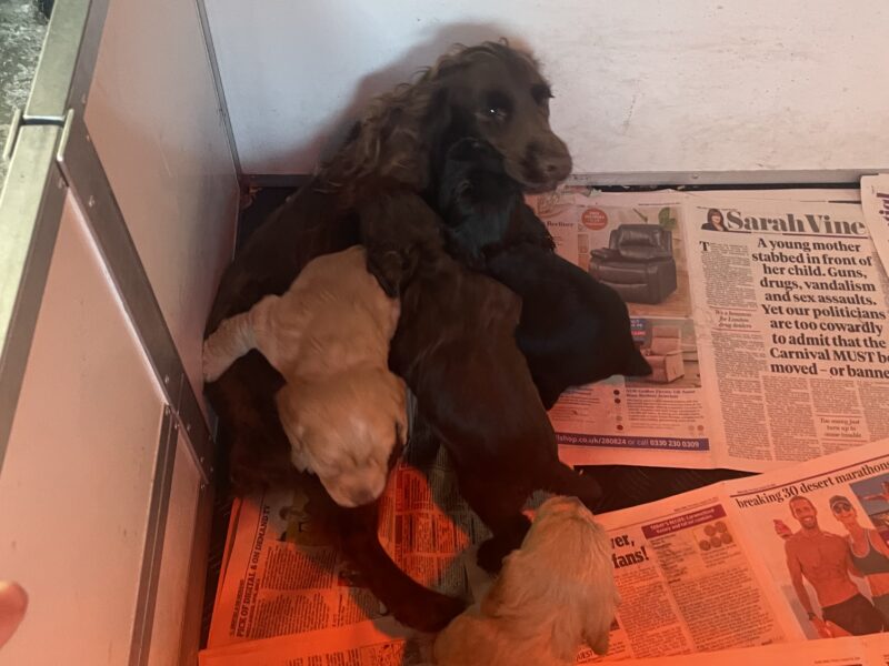 Cocker spaniel puppies for sale