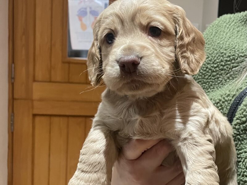 Cocker spaniel puppies for sale