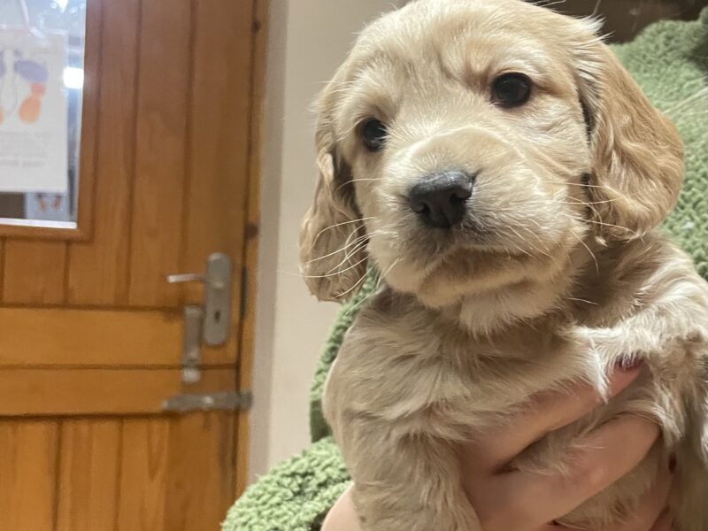 Cocker spaniel puppies for sale