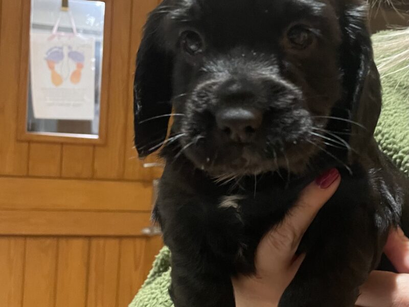 Cocker spaniel puppies for sale