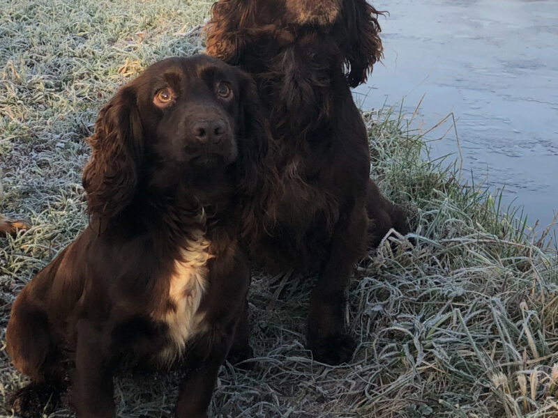 Cocker spaniel puppies for sale