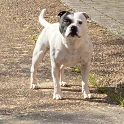 Pied KC reg Staffordshire Bull Terrier Stud