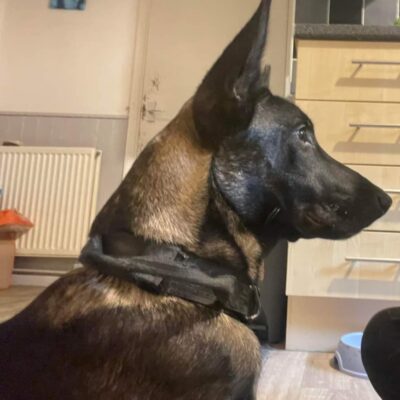 Belgium malinois proven stud available