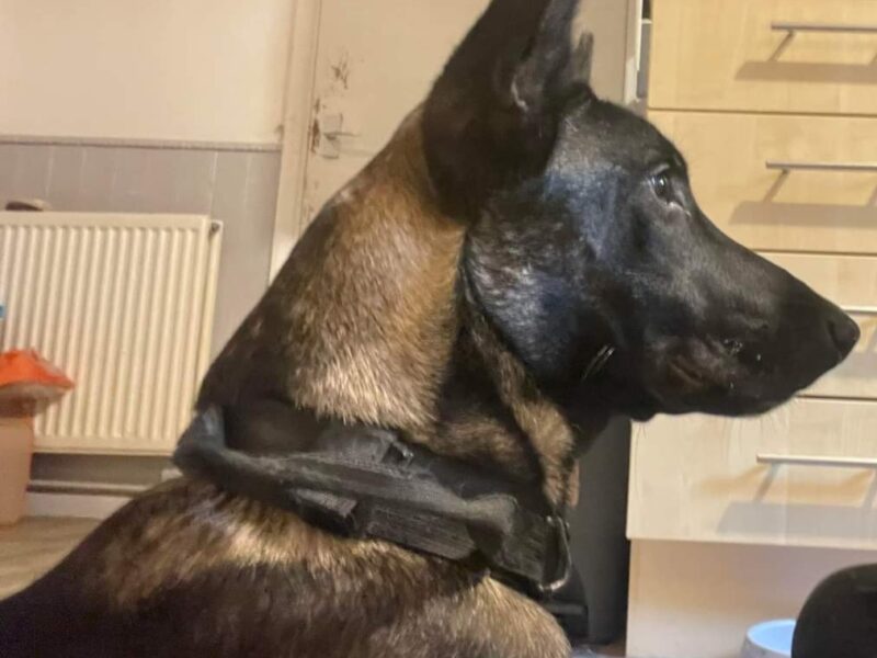 Belgium malinois proven stud available