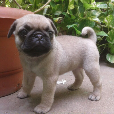 Adorable Pug puppies for adoption