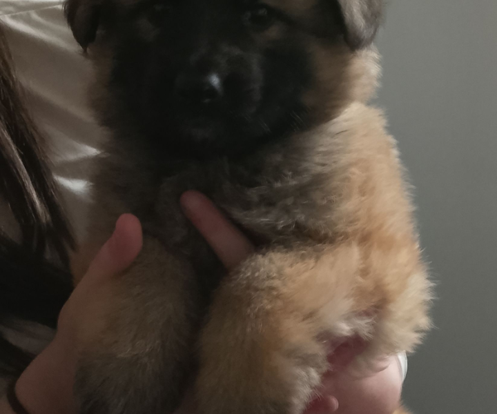 1 girl remaining German shepherd pups