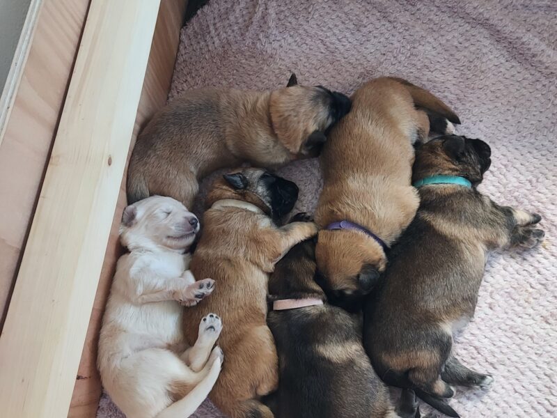 German shepherd pups for sale