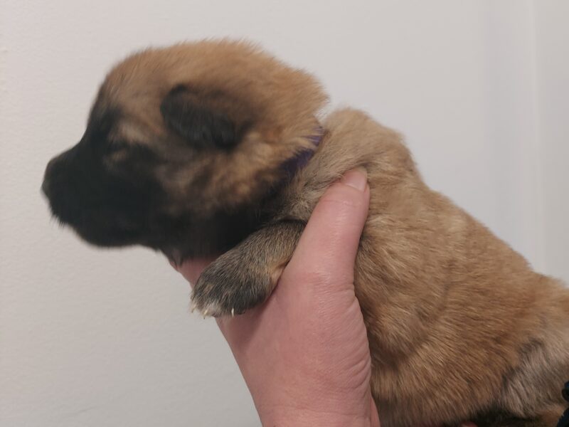 German shepherd pups for sale