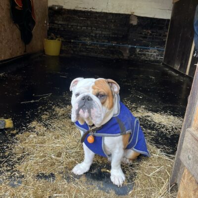 Health Tested British Bulldog For Stud.