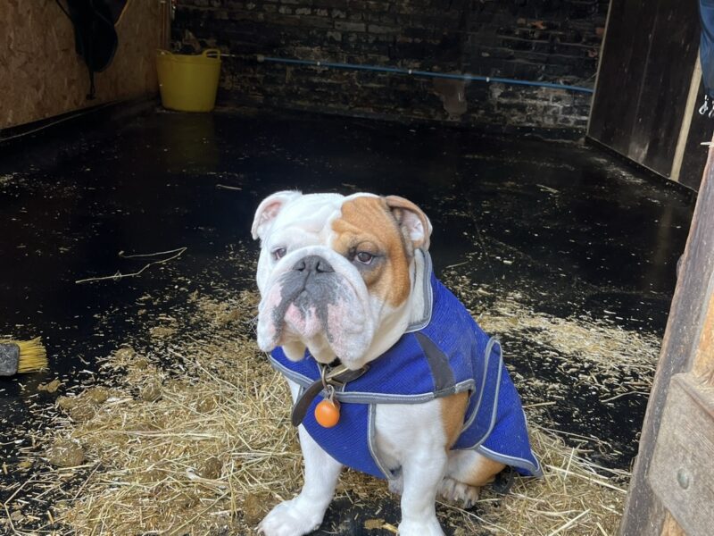 Health Tested British Bulldog For Stud.