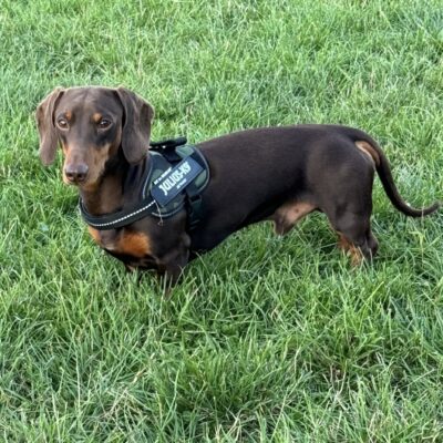 Proven KC Reg Choc & Tan Mini Dachshund