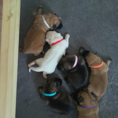 German shepherd pups for sale