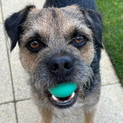 KC SLEM free Border Terrier with excellent temperament