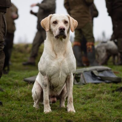 Proven Yellow Labrador Gundog Stud