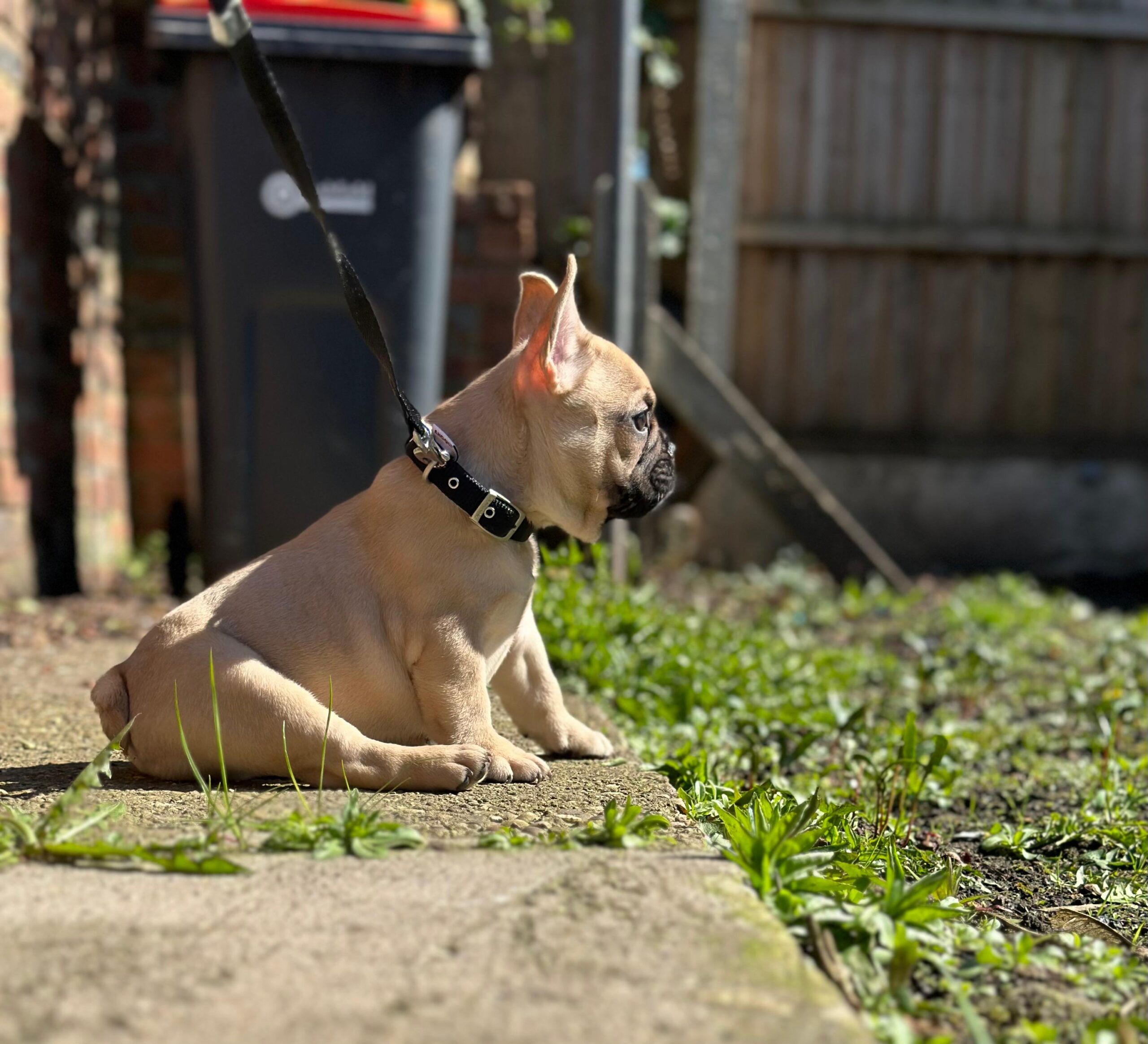 ACTIVE PURE BREED FRENCH BULL DOG STUD