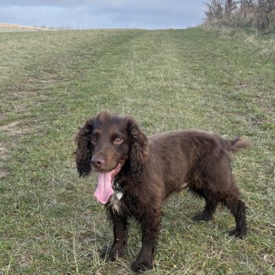 Meet Jarvis – Our Handsome KC Registered Working Cocker Spaniel Stud