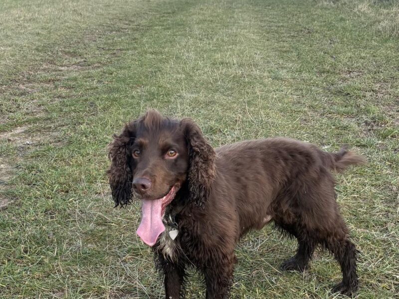 Meet Jarvis – Our Handsome KC Registered Working Cocker Spaniel Stud