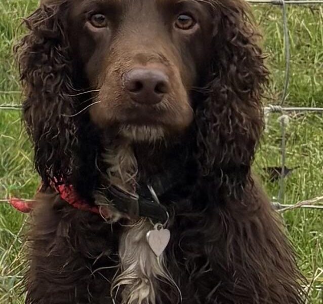 Meet Jarvis – Our Handsome KC Registered Working Cocker Spaniel Stud