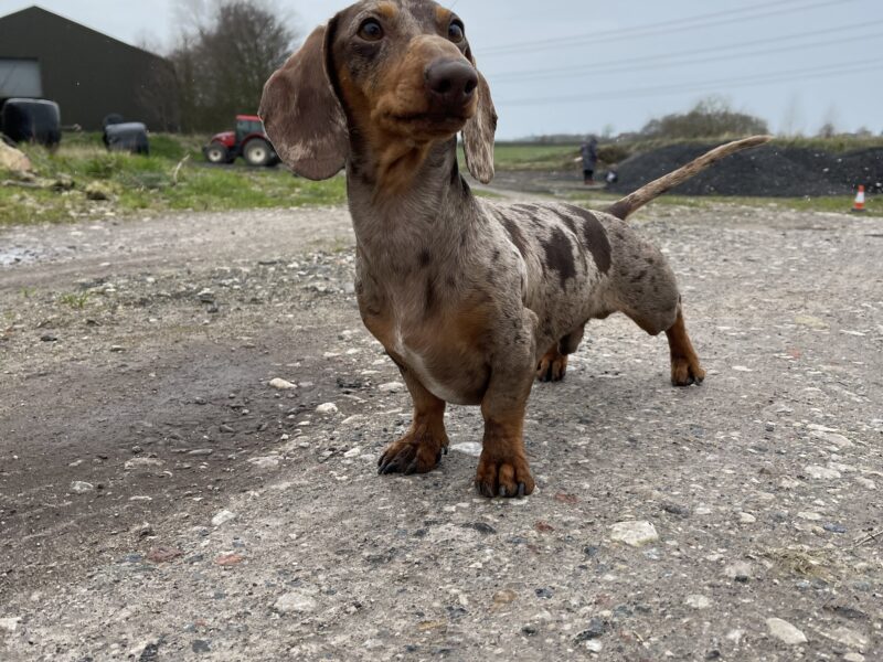 🐾 Exceptional Polish Miniature Dachshund Stud – 4kg of Perfection! 🐾