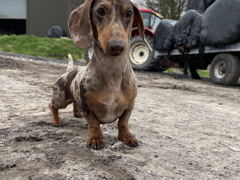 🐾 Exceptional Polish Miniature Dachshund Stud – 4kg of Perfection! 🐾