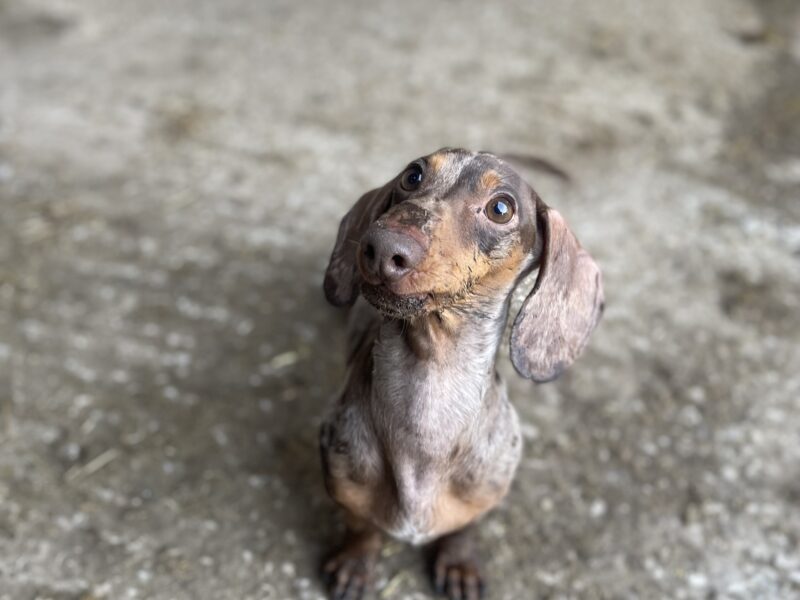 🐾 Exceptional Polish Miniature Dachshund Stud – 4kg of Perfection! 🐾