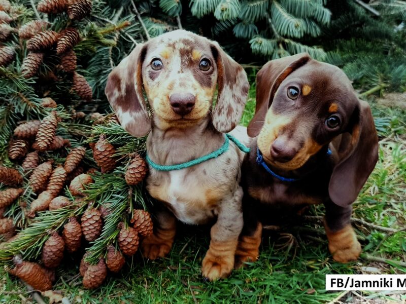 🐾 Exceptional Polish Miniature Dachshund Stud – 4kg of Perfection! 🐾