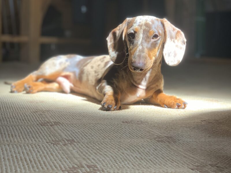 🐾 Exceptional Polish Miniature Dachshund Stud – 4kg of Perfection! 🐾