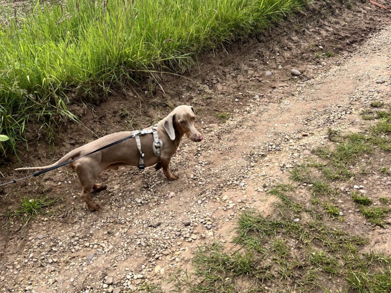 Loki - Isabella Dachshund