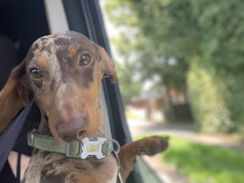 🐾 Exceptional Polish Miniature Dachshund Stud – 4kg of Perfection! 🐾