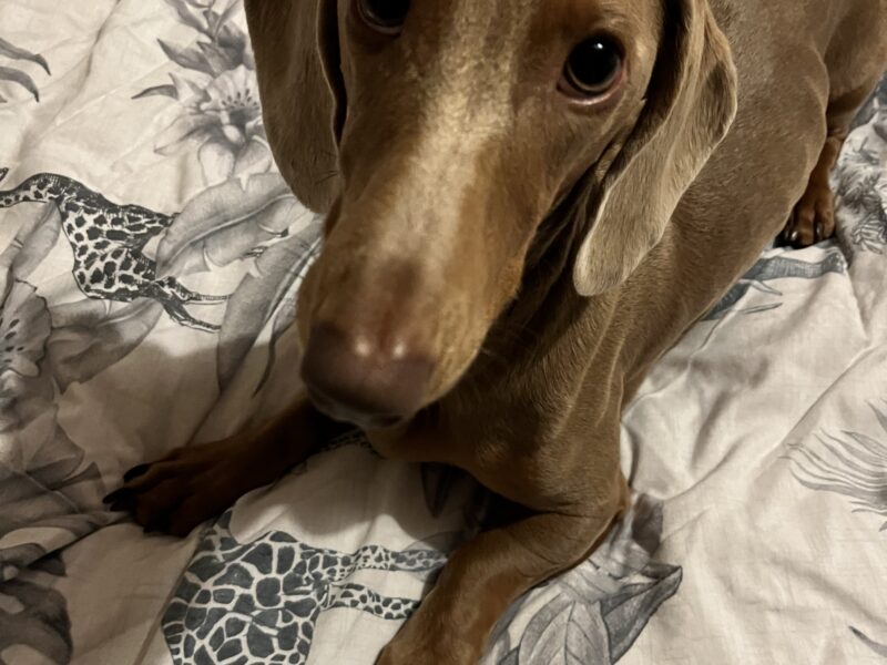 Loki - Isabella Dachshund