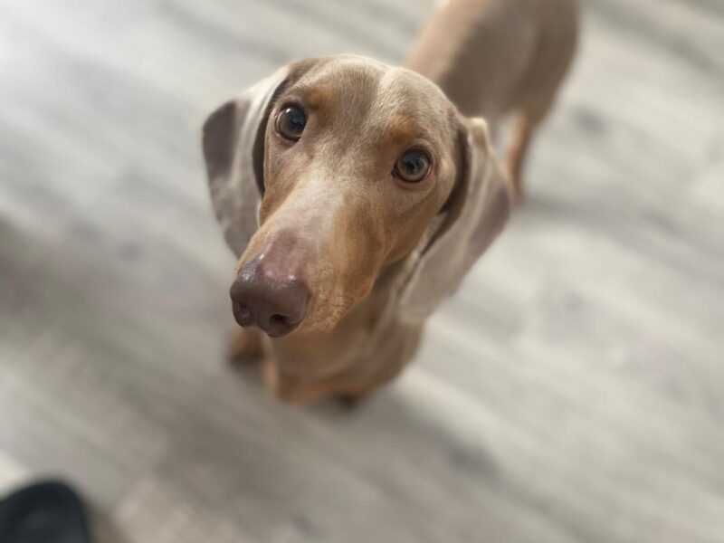 Loki - Isabella Dachshund