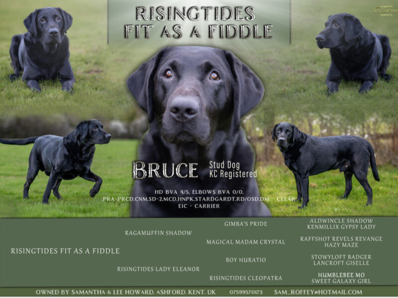 Bruce is a Proven 5 year old KC registered Black Labrador Fully health tested