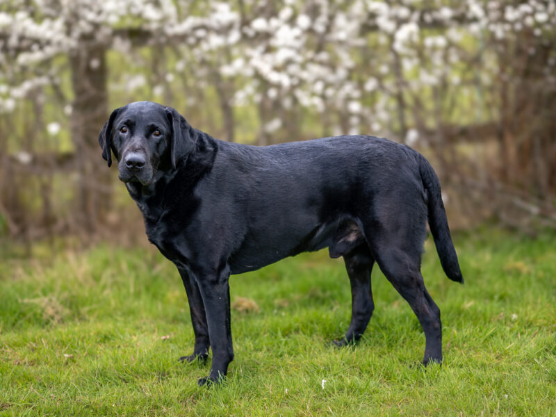 Bruce is a Proven 5 year old KC registered Black Labrador Fully health tested