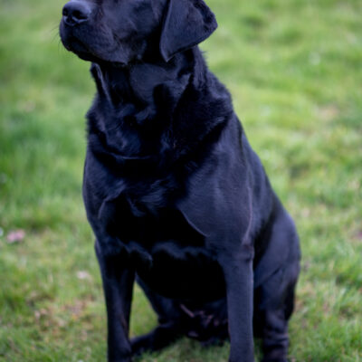 Bruce is a Proven 5 year old KC registered Black Labrador Fully health tested