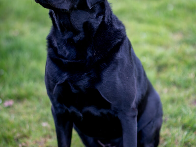 Bruce is a Proven 5 year old KC registered Black Labrador Fully health tested