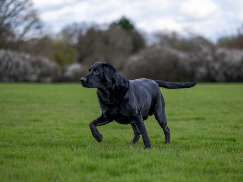 Bruce is a Proven 5 year old KC registered Black Labrador Fully health tested