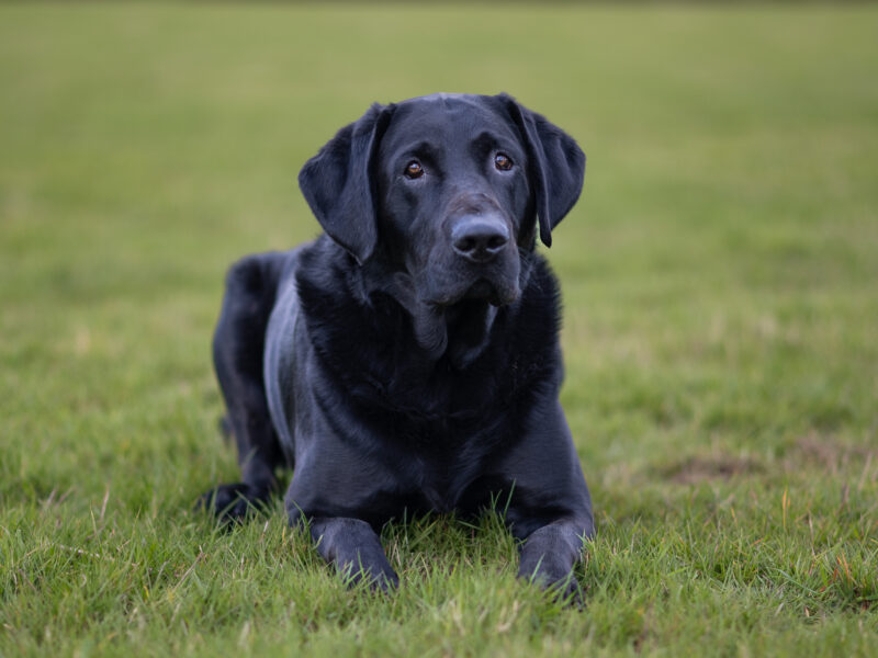 Bruce is a Proven 5 year old KC registered Black Labrador Fully health tested