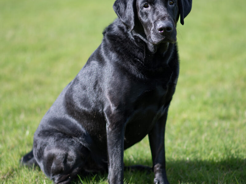 Bruce is a Proven 5 year old KC registered Black Labrador Fully health tested